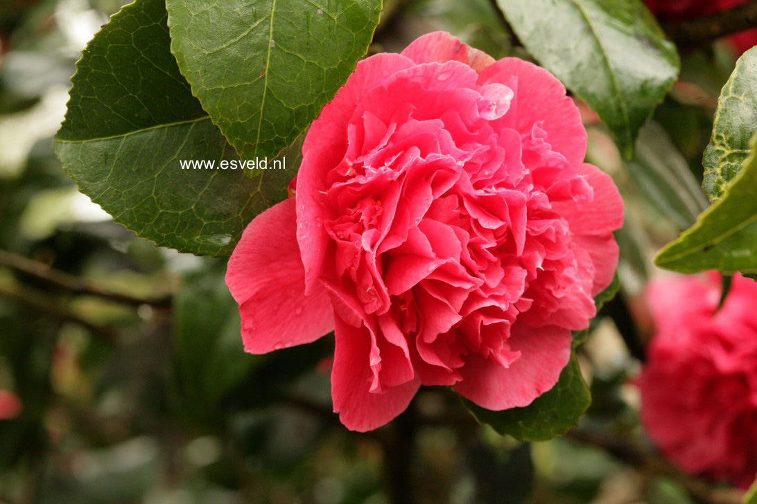 Camellia japonica 'Kramer's Supreme'