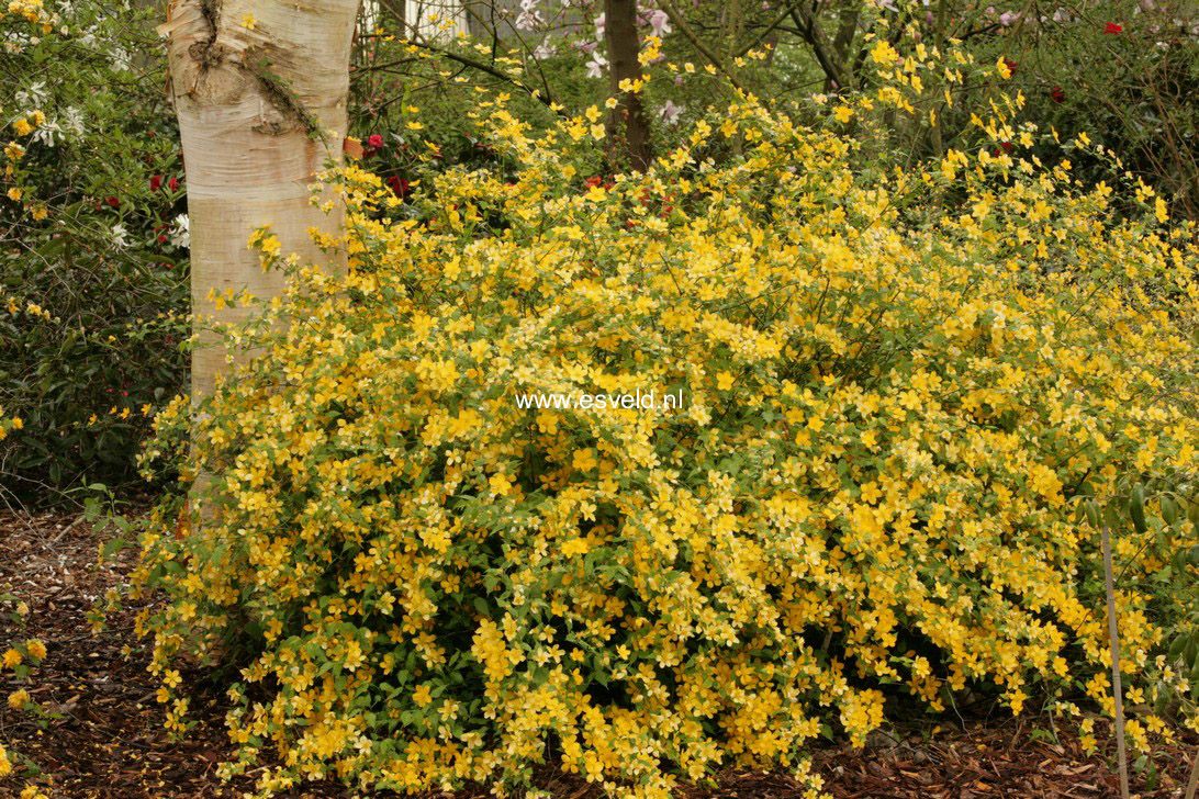 Kerria japonica 'Golden Guinea'