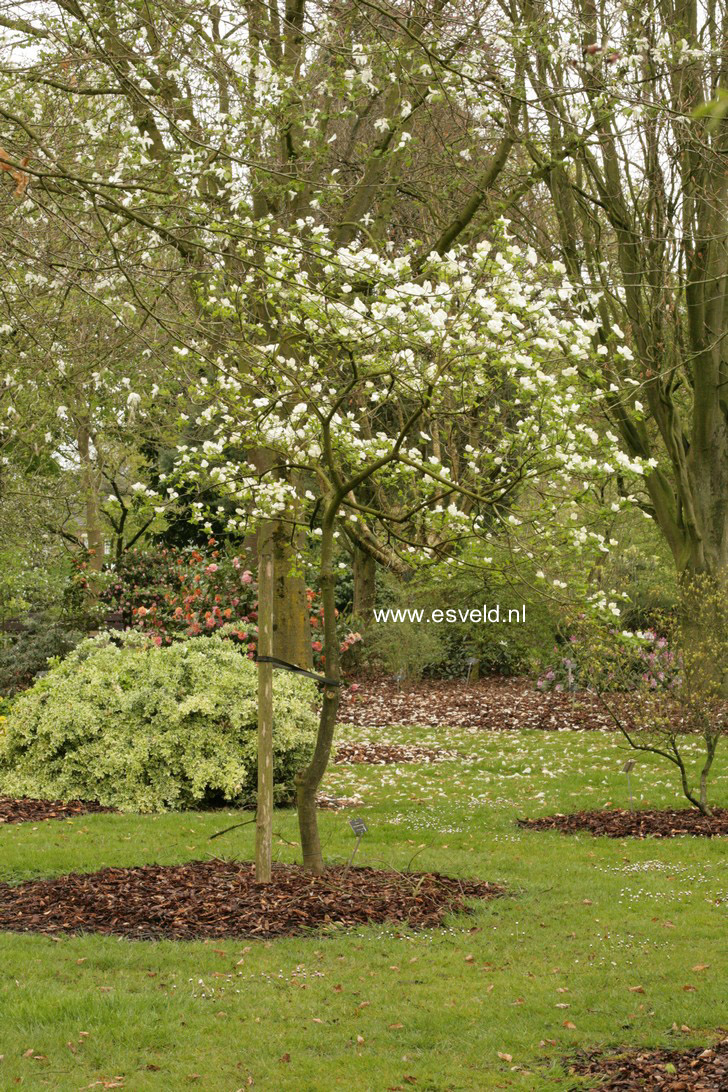 Cornus 'Eddie's White Wonder'