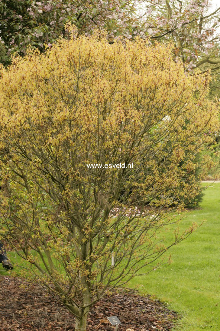 Quercus palustris 'Green Dwarf'