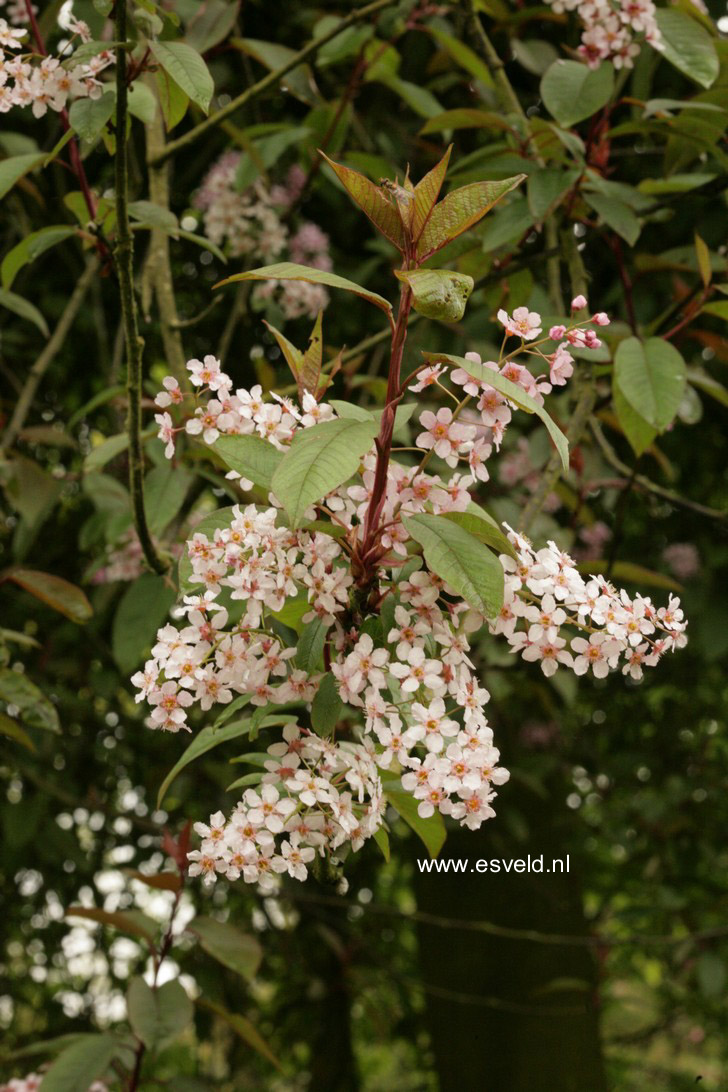 Prunus padus 'Colorata'