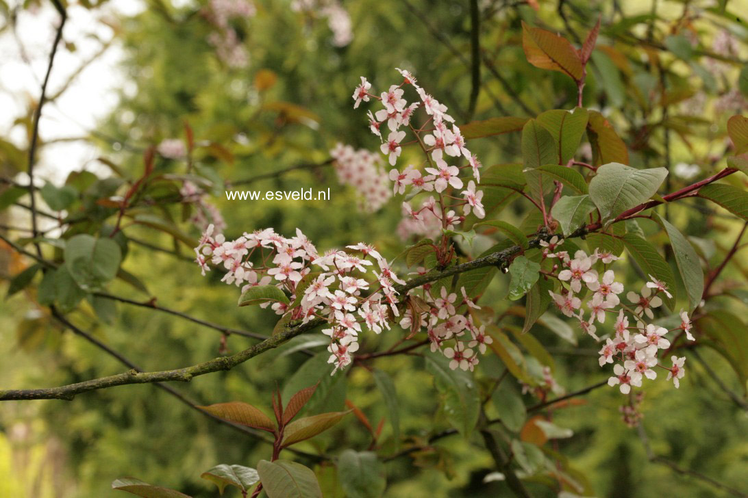 Prunus padus 'Colorata'