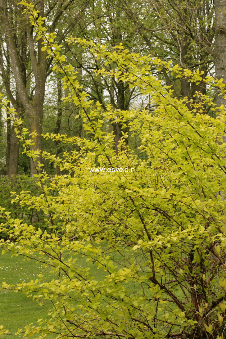 Physocarpus opulifolius 'Luteus'