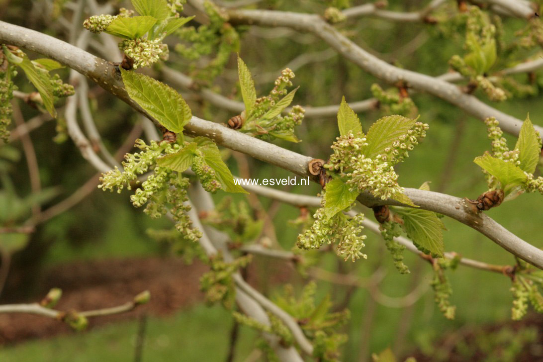 Morus latifolia 'Spirata'