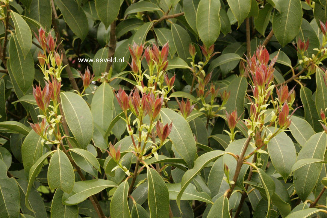 Osmanthus omeiensis