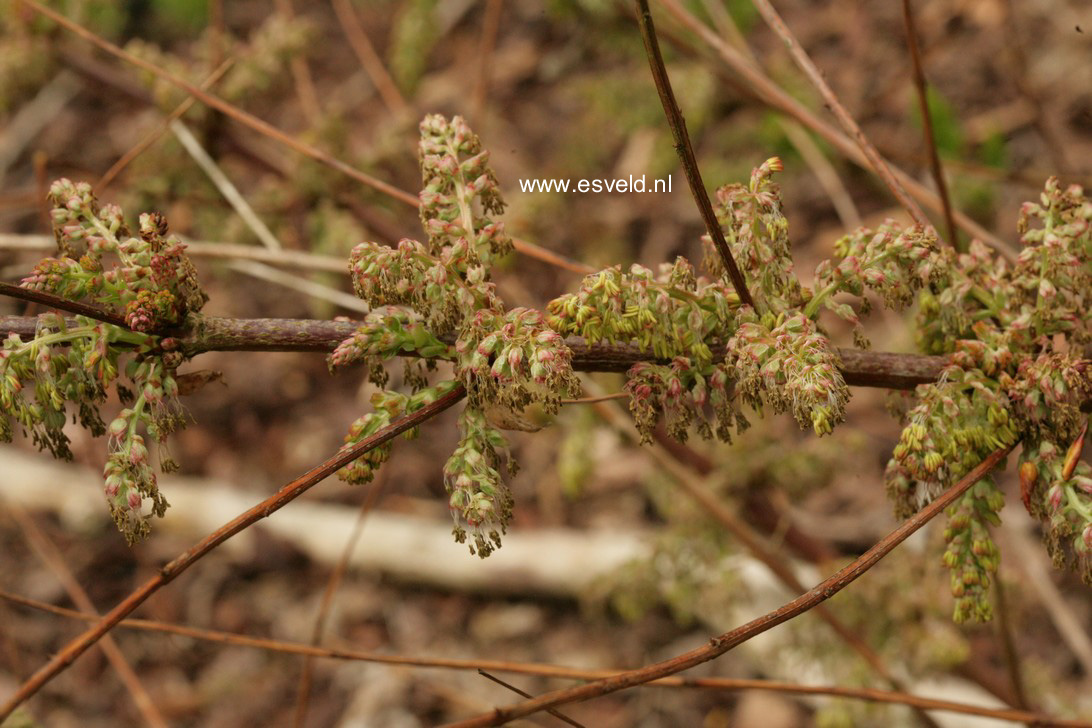 Coriaria sinica