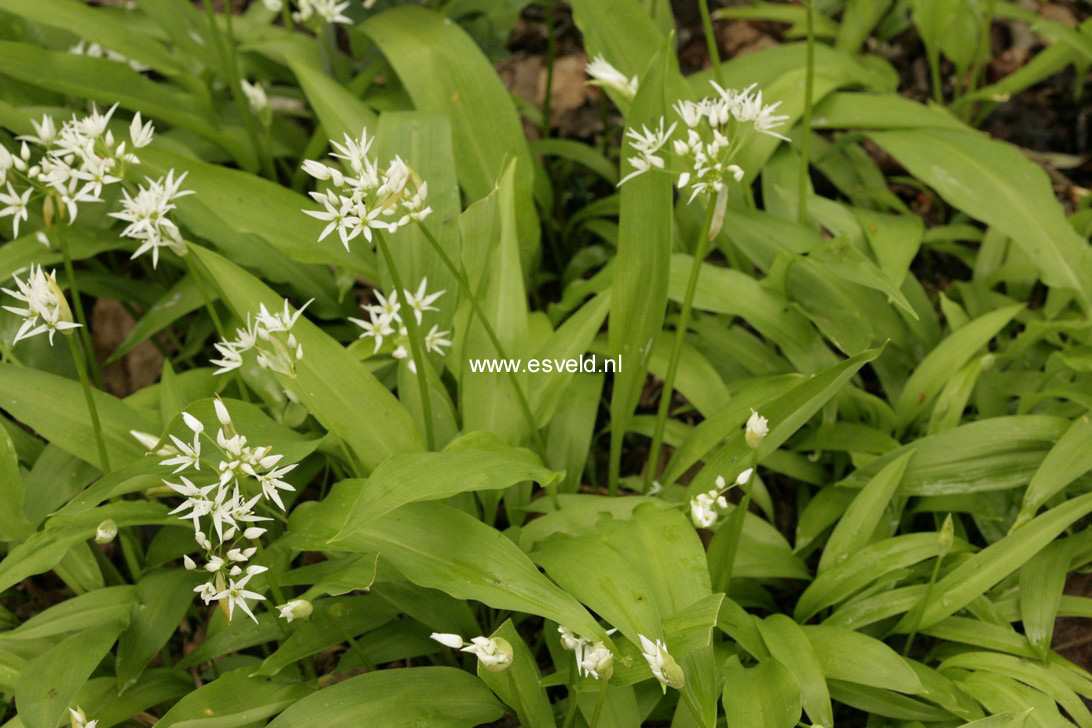 Allium ursinum