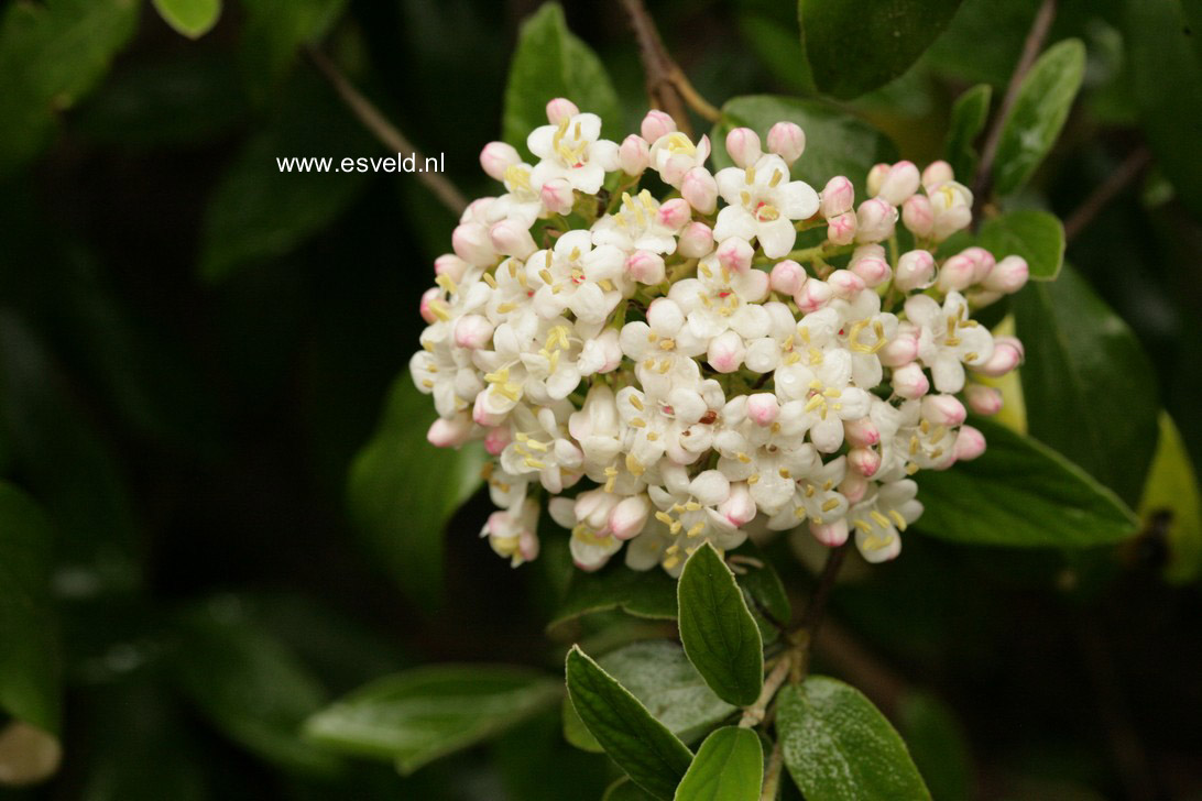 Viburnum burkwoodii 'Conoy'