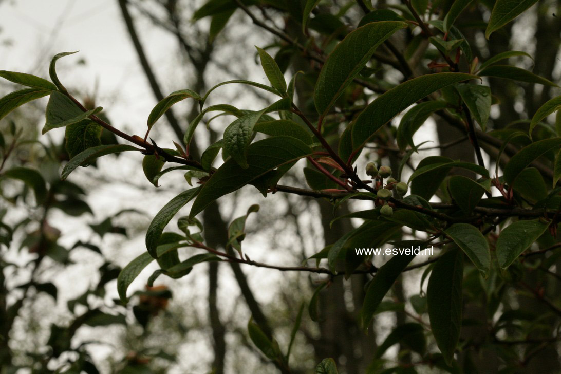 Rehderodendron macrocarpum