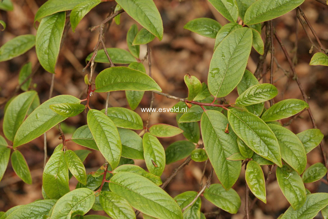 Rehderodendron macrocarpum