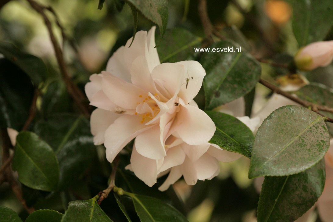 Camellia japonica 'Hagoromo'