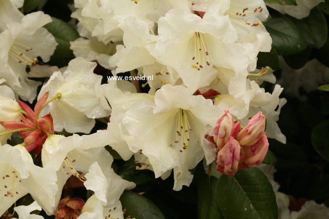 Rhododendron 'Elfenbein'