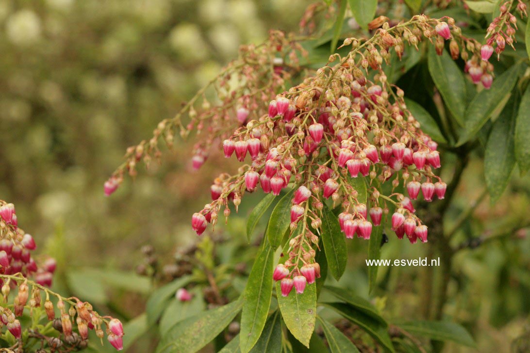 Pieris japonica 'Valley Valentine'