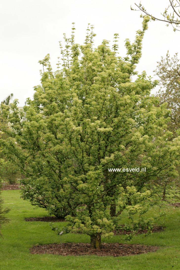 Viburnum sieboldii