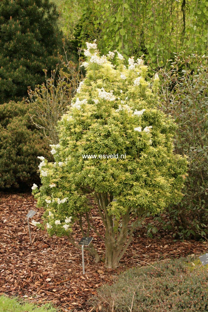 Pieris japonica 'Brookside Miniature'