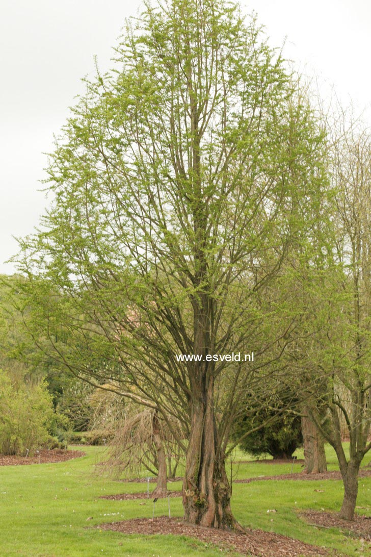 Metasequoia glyptostroboides 'Waasland'