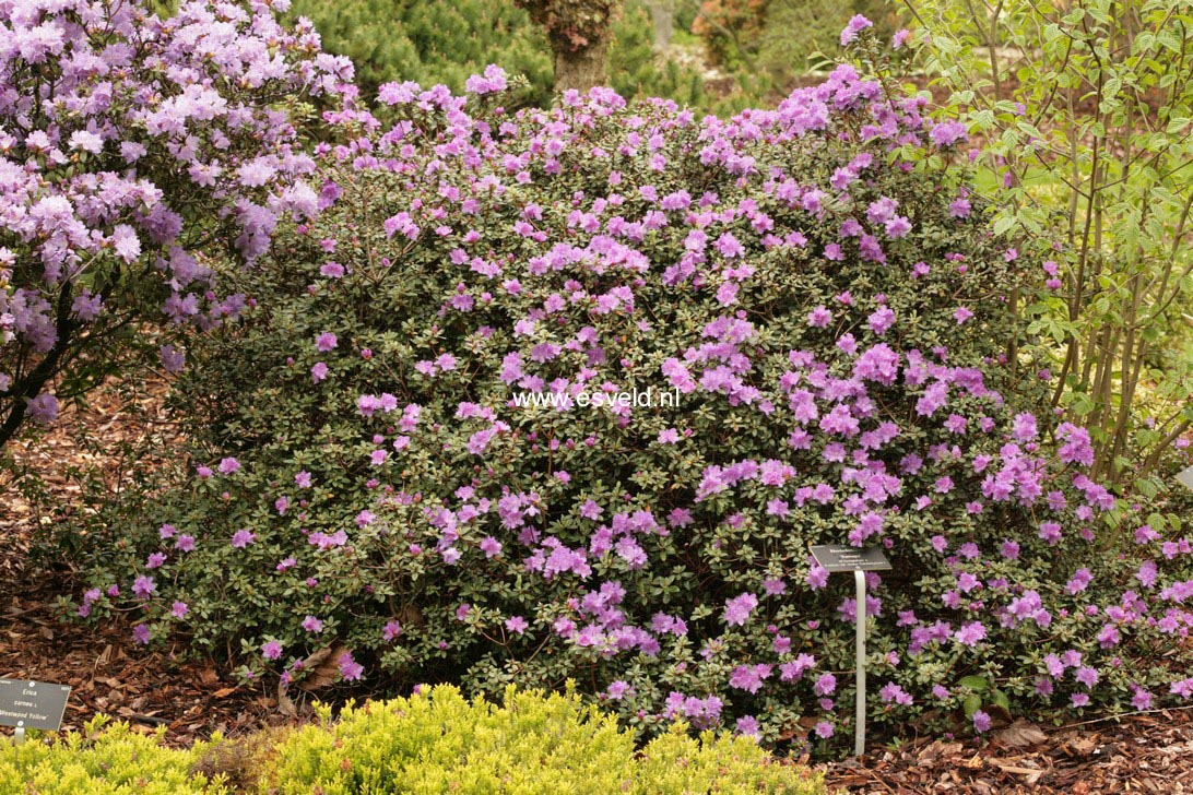 Rhododendron 'Ramapo'