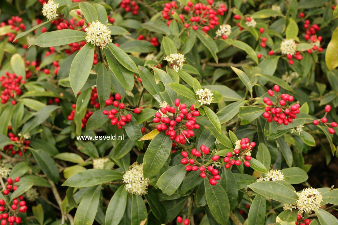 Skimmia japonica subsp. reevesiana