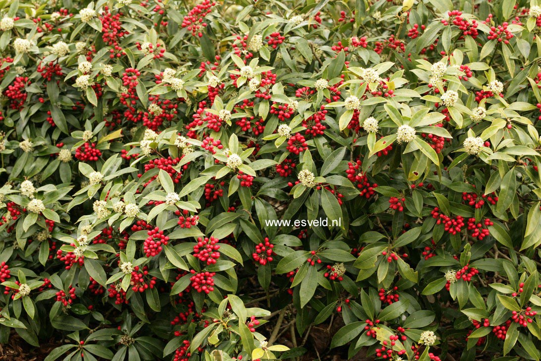 Skimmia japonica subsp. reevesiana