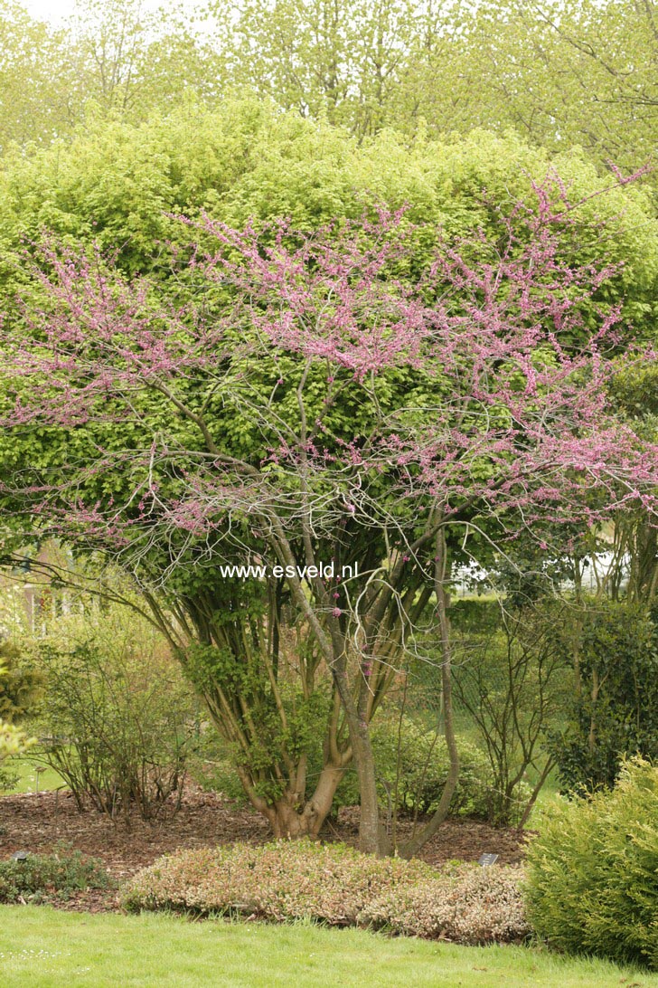 Cercis chinensis