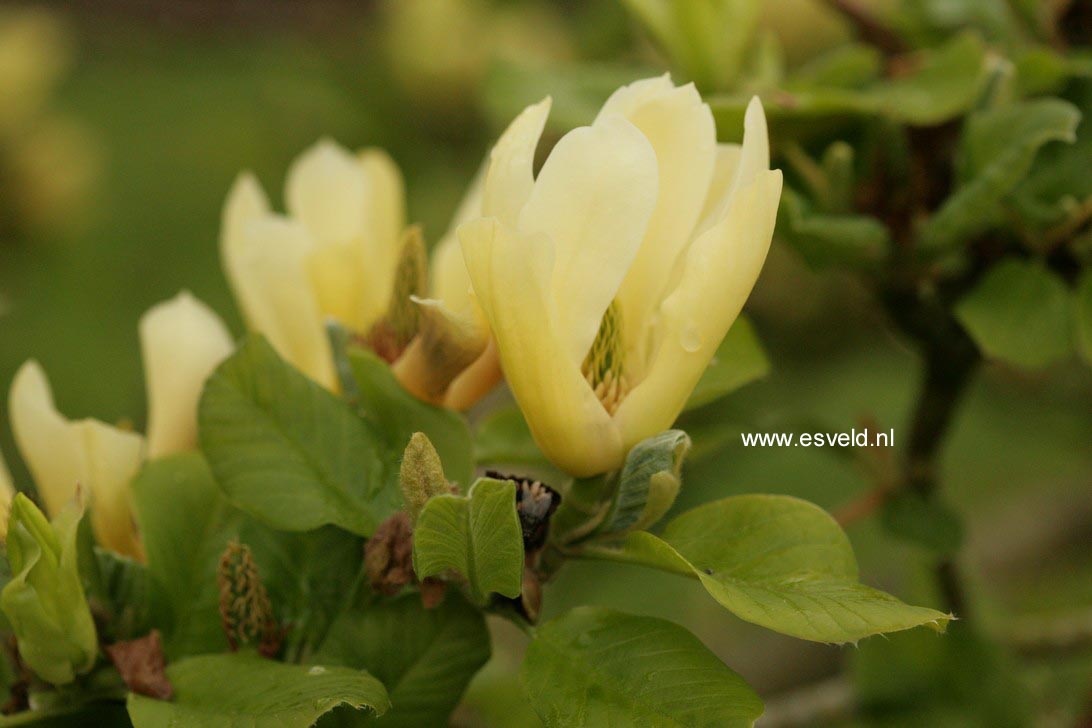 Magnolia 'Butterflies'