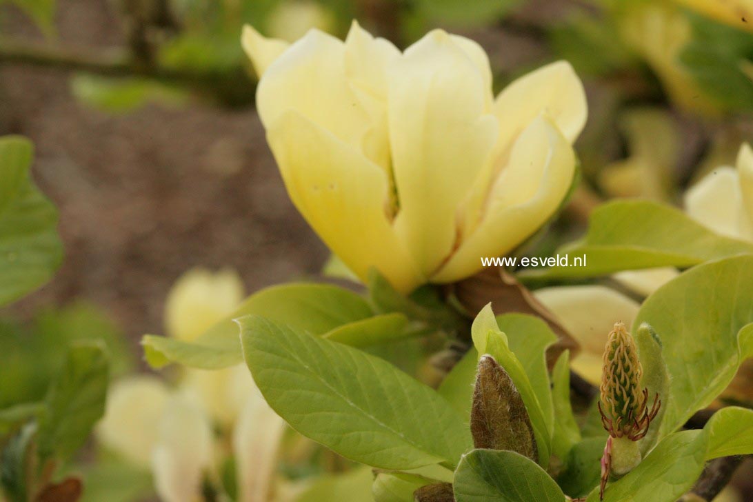 Magnolia 'Butterflies'