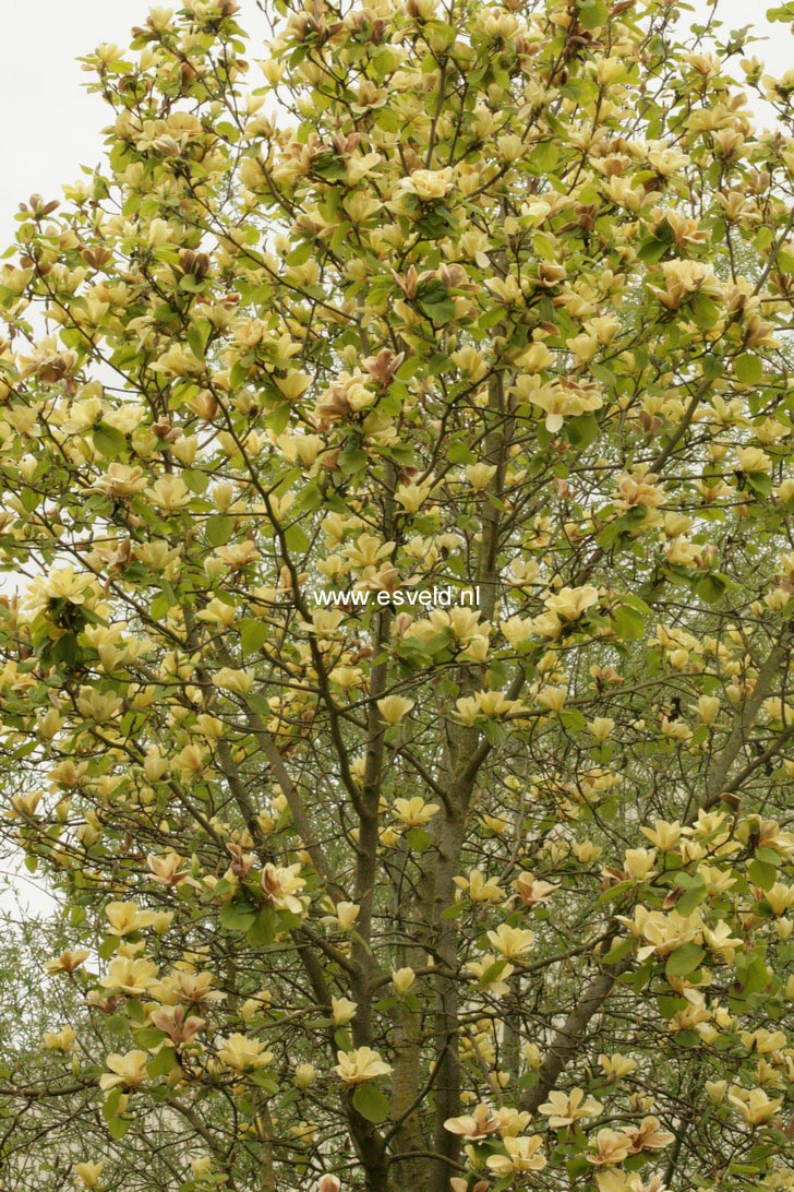 Magnolia 'Golden Sun'