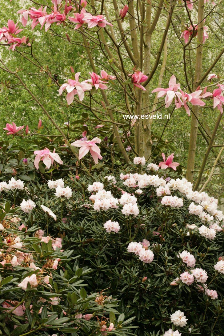 Rhododendron 'Blewbury'