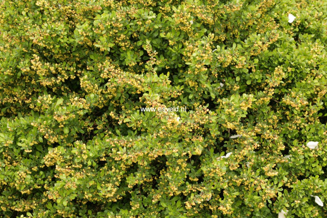 Berberis thunbergii 'Kobold'