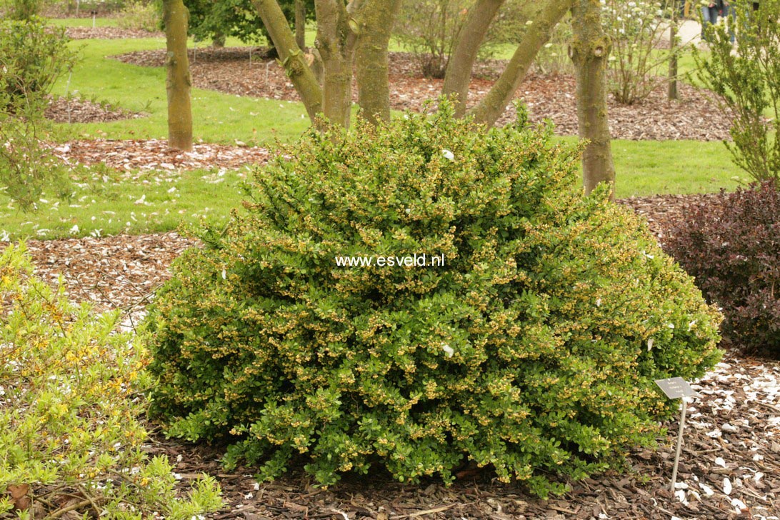 Berberis thunbergii 'Kobold'