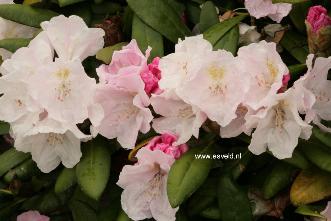 Rhododendron yakushimanum 'Esveld Select'