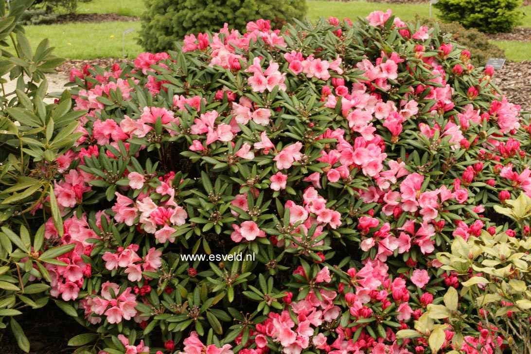 Rhododendron 'Cup Cake'