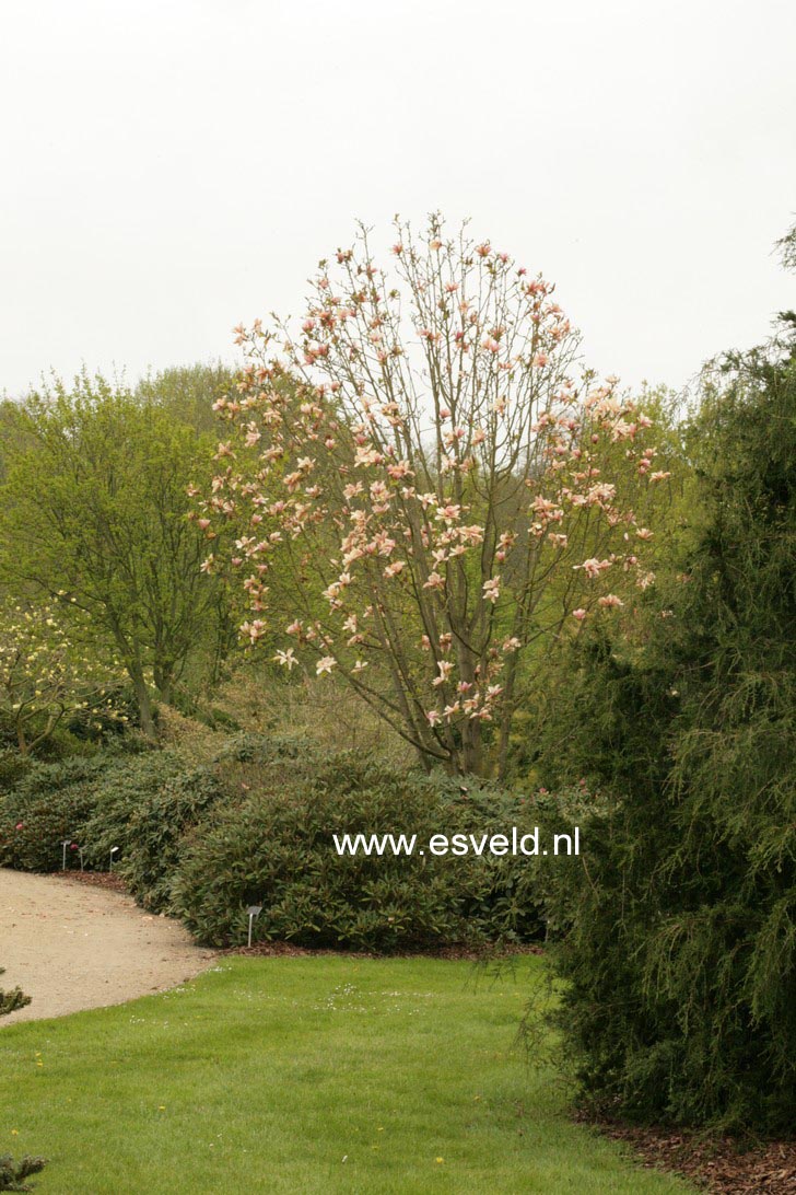 Magnolia 'Peachy'