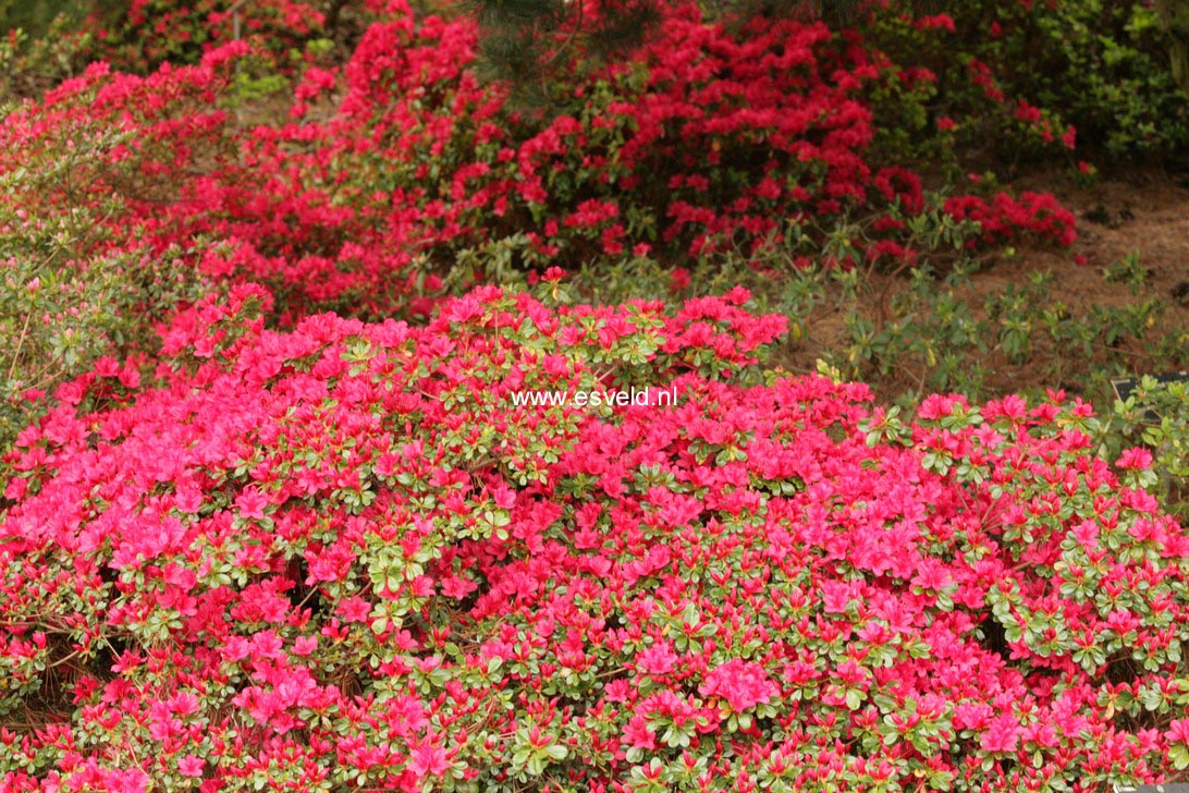 Azalea 'Hino Crimson'