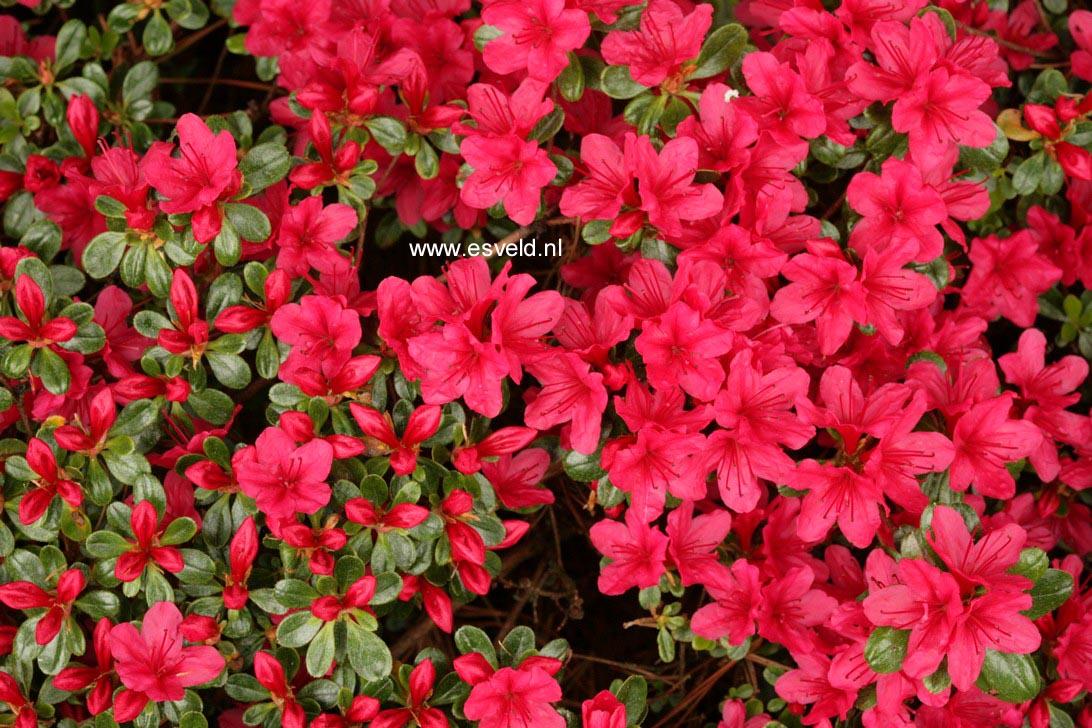 Azalea 'Hino Crimson'