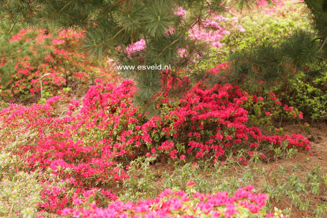 Azalea 'Hino Crimson'