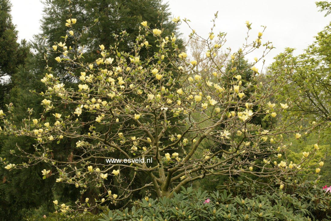 Magnolia 'Maxine Merrill'