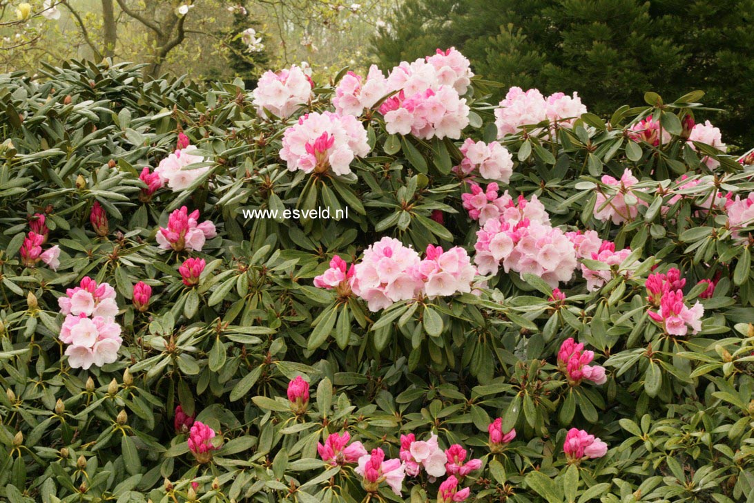 Rhododendron 'Seven Stars'