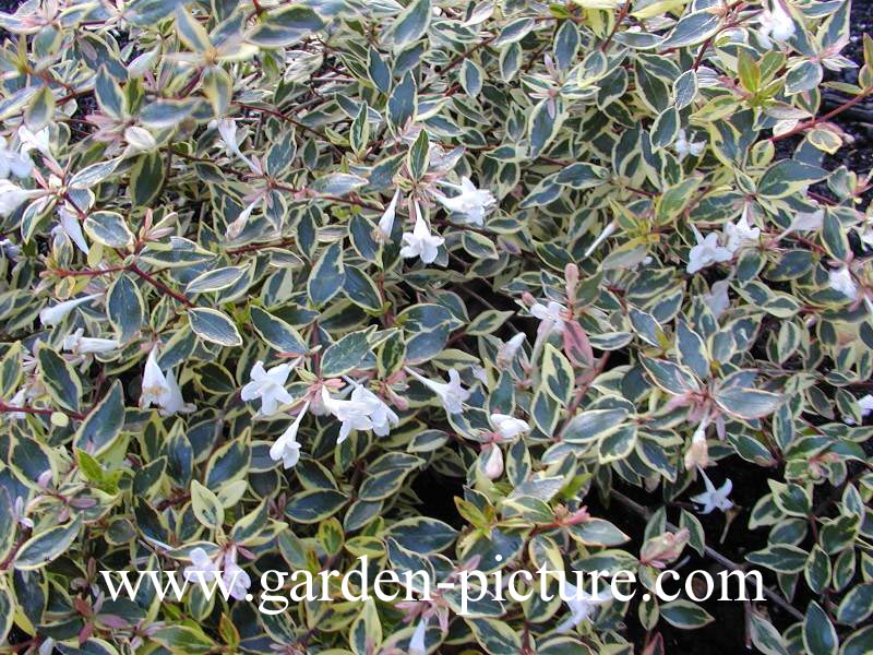 Abelia grandiflora 'Hopleys'