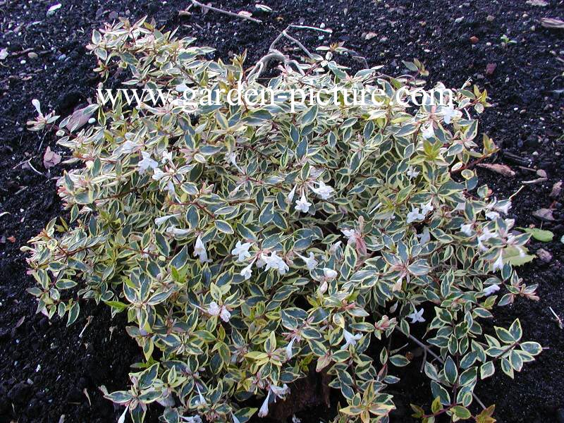 Abelia grandiflora 'Hopleys'