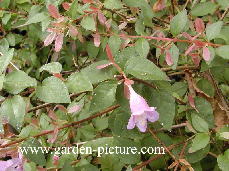 Abelia parviflora