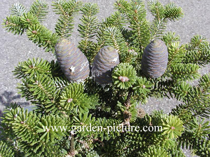 Abies koreana