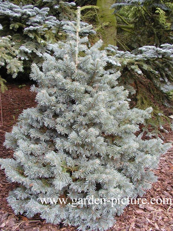 Abies lasiocarpa 'Compacta'