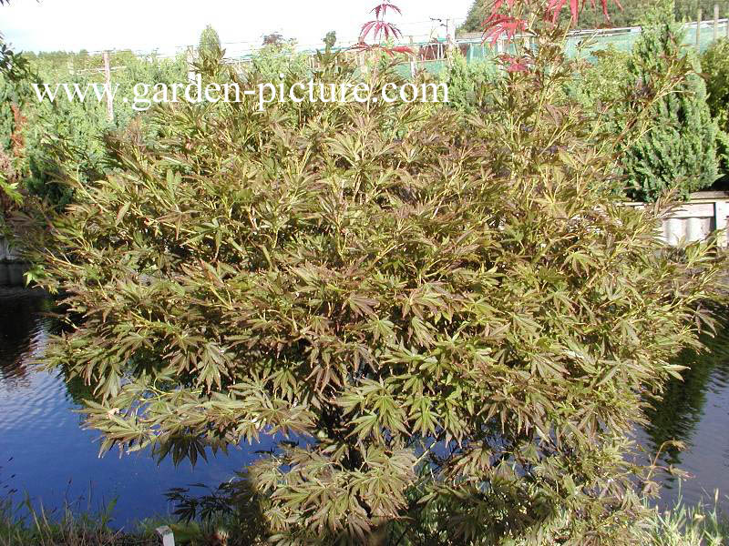 Acer palmatum 'Autumn Glory'