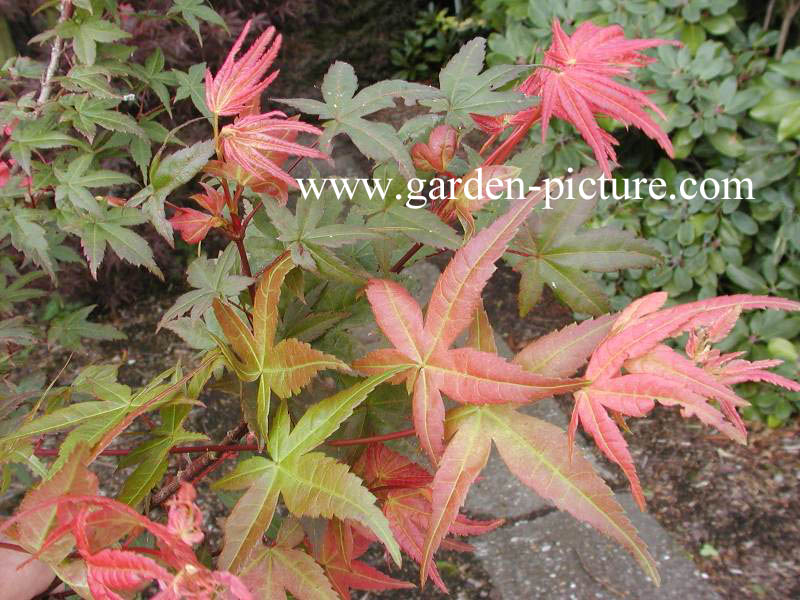 Acer palmatum 'Corallinum'