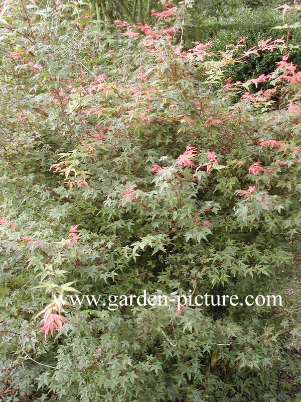 Acer palmatum 'Corallinum'