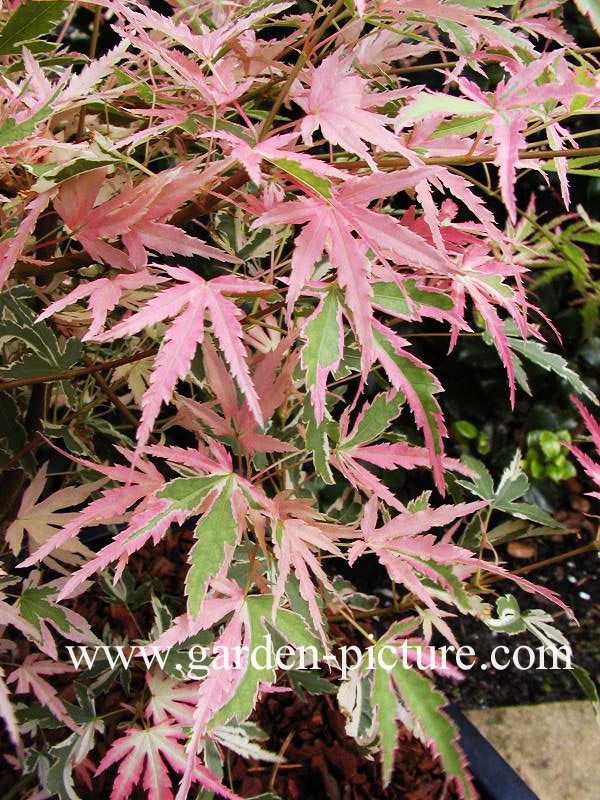 Acer palmatum 'Taylor'