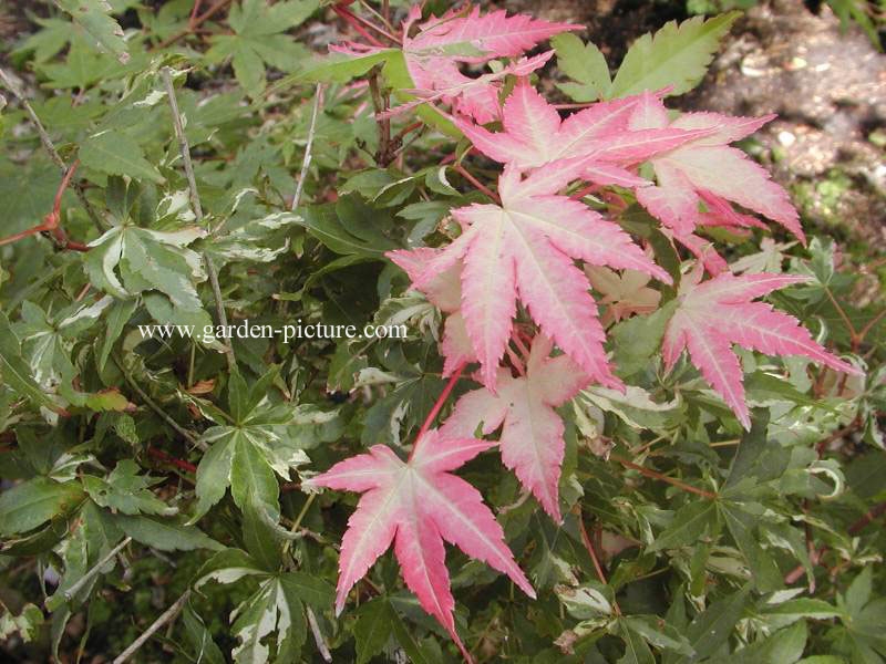 Acer palmatum 'Asahi zuru'