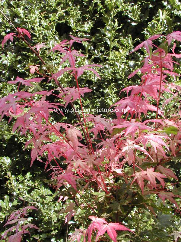 Acer palmatum 'Asahi zuru'