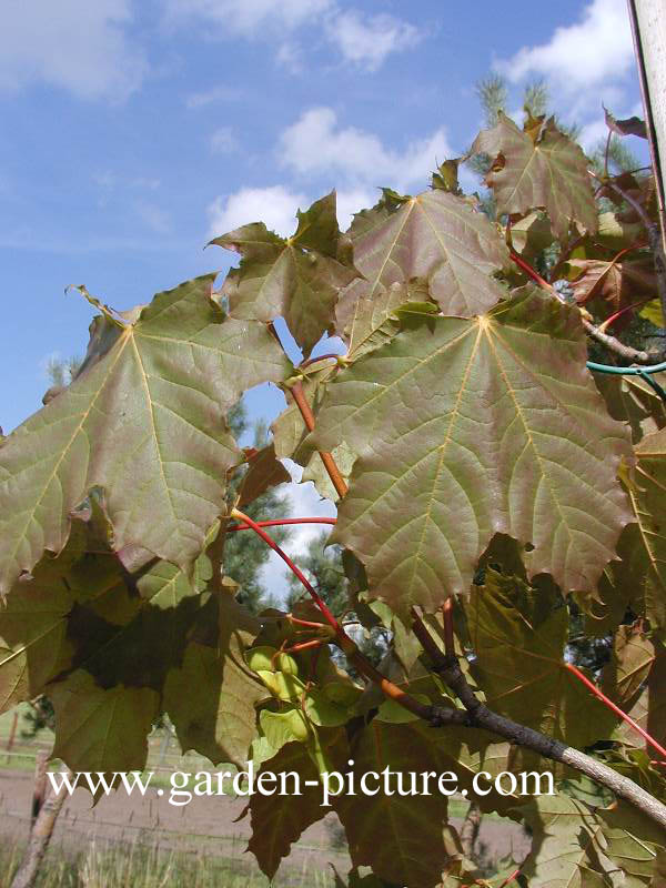 Acer platanoides 'Farlake's Green'